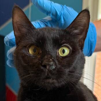 Moko Loko -  Domestic Short Hair Cat for Adoption in Allentown, Pennsylvania - Moko Loko | PetCurious