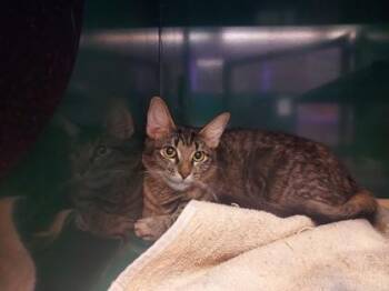 Domestic Medium Hair Cats Available for Adoption in El Paso, Texas - Dolores | PetCurious