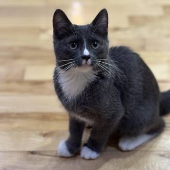Rescue Domestic Short Hair Cats for Adoption in Renton, Washington - Fizzy | PetCurious
