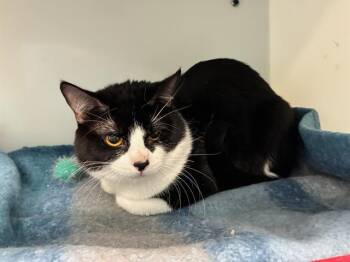 Domestic Short Hair Cats Available for Adoption in Peoria, Illinois - TWIG | PetCurious