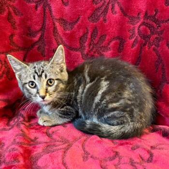 DePop -  Domestic Short Hair Cat for Adoption in Mt. Juliet, Tennessee - DePop | PetCurious