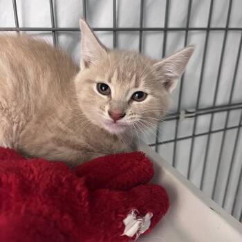 Domestic Short Hair Cats Available for Adoption in Troy, Virginia - Scrabble | PetCurious