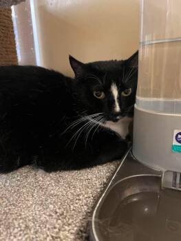 Rockstar -  Domestic Short Hair Cat for Adoption in Camden, South Carolina - Rockstar | PetCurious
