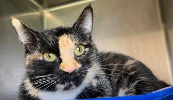 Domestic Short Hair Cats Available for Adoption in Lima, Ohio - Mona | PetCurious
