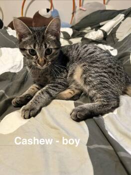 Cashew -  Tabby Cat for Adoption in Maywood, Illinois - Cashew | PetCurious