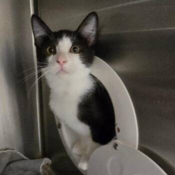 Fleece -  Domestic Short Hair Cat for Adoption in Spokane, Washington - Fleece | PetCurious