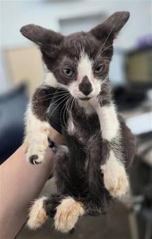 VEGAS -  Domestic Short Hair Cat for Adoption in Dallas, Texas - VEGAS | PetCurious
