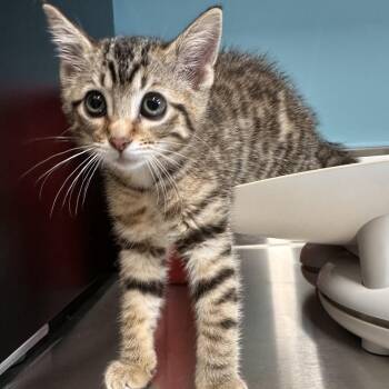 Piper -  Domestic Short Hair Cat for Adoption in Mount Vernon, Indiana - Piper | PetCurious