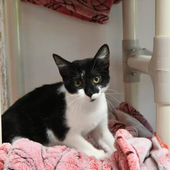 Yap -  Domestic Short Hair Cat for Adoption in Fairhope, Alabama - Yap | PetCurious