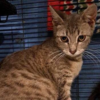 Victoria -  Domestic Short Hair Cat for Adoption in Green Forest, Arkansas - Victoria | PetCurious
