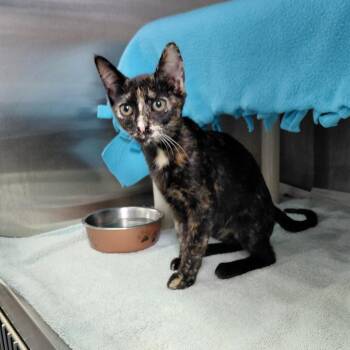 Isis -  Domestic Short Hair Cat for Adoption in Philadelphia, Pennsylvania - Isis | PetCurious