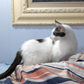 Ladybug -  Domestic Short Hair Cat for Adoption in Mckean, Pennsylvania - Ladybug | PetCurious