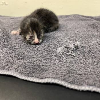 Ginny -  Domestic Short Hair Cat for Adoption in Pasadena, California - Ginny | PetCurious