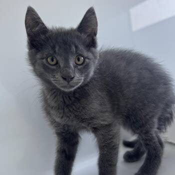 Toto -  Domestic Short Hair Cat for Adoption in Ridgely, Maryland - Toto | PetCurious