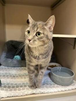 Boxer -  Domestic Short Hair Cat Available for Adoption in New Hope, Pennsylvania - Boxer | PetCurious