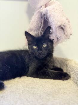 Oliver -  Domestic Short Hair Cat for Adoption in Burnaby, British Columbia - Oliver | PetCurious