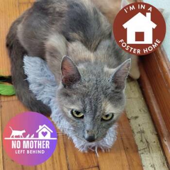 Astro -  Domestic Short Hair Cat for Adoption in Janesville, Wisconsin - Astro | PetCurious