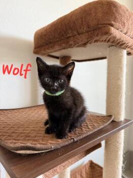 Wolf -  Domestic Short Hair Cat for Adoption in Lafayette, Colorado - Wolf | PetCurious