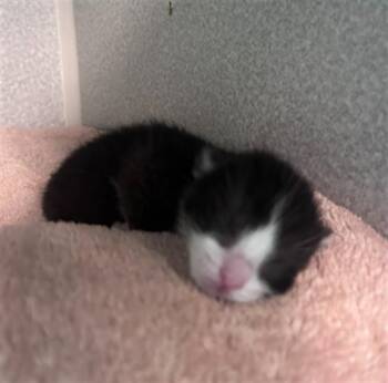 POOH -  Domestic Short Hair Cat for Adoption in Dallas, Texas - POOH | PetCurious