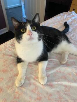 Domestic Short Hair Cats Available for Adoption - Rick | PetCurious