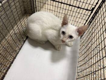 JANGO -  Domestic Short Hair Cat for Adoption in Doral, Florida - JANGO | PetCurious