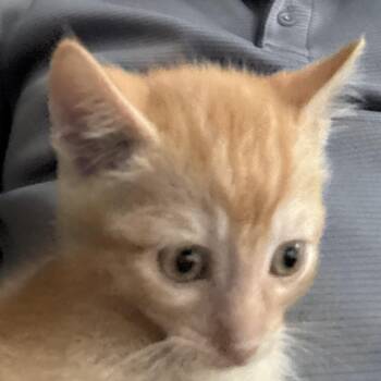 Cheeto puff -  Domestic Short Hair Cat for Adoption in Prosper, Texas - Cheeto Puff | PetCurious