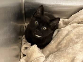 SQUIRREL -  Domestic Short Hair Cat for Adoption in Tustin, California - SQUIRREL | PetCurious