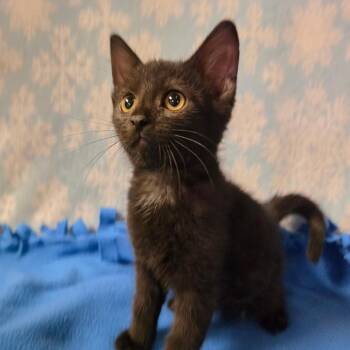 WILDER -  Domestic Short Hair Cat for Adoption in Graham, Washington - WILDER | PetCurious