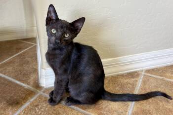 Corvair -  Domestic Short Hair Cat for Adoption in Fountain Hills, Arizona - Corvair | PetCurious