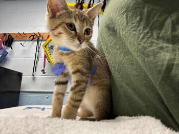 Red -  Domestic Short Hair Cat for Adoption in Detroit, Michigan - Red | PetCurious