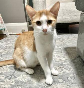 Peach -  Domestic Short Hair Cat for Adoption in Vaughan, Ontario - Peach | PetCurious