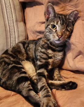 Rescue Tabby and Domestic Short Hair Cats for Adoption in Harrisburg, Pennsylvania - Violet - $25 Adoption Fee | PetCurious