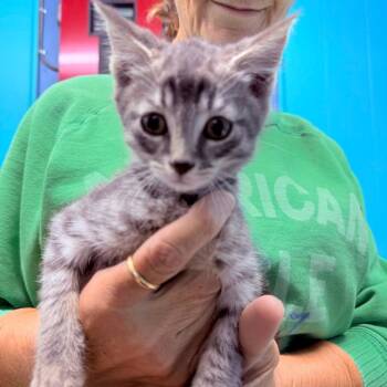 Rory -  Domestic Short Hair Cat for Adoption - Rory | PetCurious