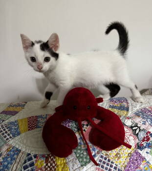 Rescue Domestic Short Hair Cats for Adoption in Georgetown, Kentucky - Jayden | PetCurious