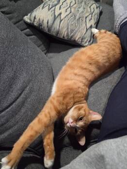 Domestic Short Hair Cats Available for Adoption - Carmella | PetCurious