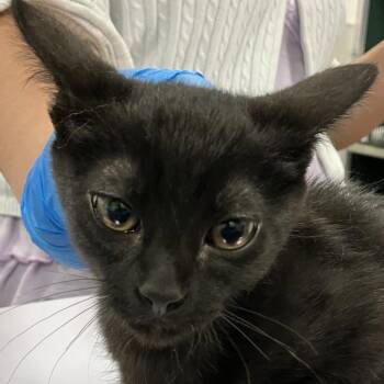 Felix -  Domestic Short Hair Cat for Adoption in Las Cruces, New Mexico - Felix | PetCurious