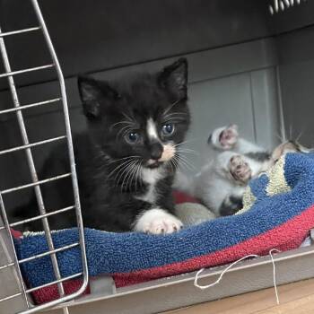 Kettle Corn -  Domestic Short Hair Cat for Adoption in Madison, Wisconsin - Kettle Corn | PetCurious