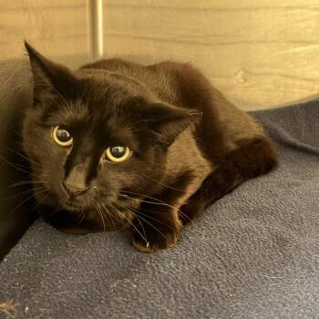 Domestic Short Hair Cats Available for Adoption in Franklin, North Carolina - Provolone | PetCurious