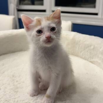 Domestic Short Hair Cats Available for Adoption in Mastic, New York - August | PetCurious