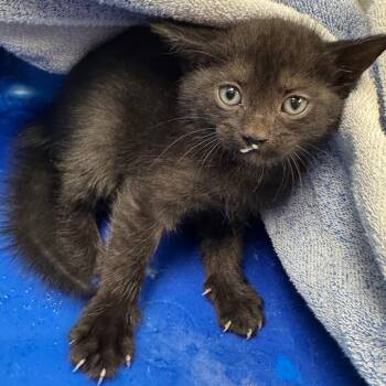 Winter -  Domestic Short Hair Cat for Adoption in Columbiana, Alabama - Winter | PetCurious
