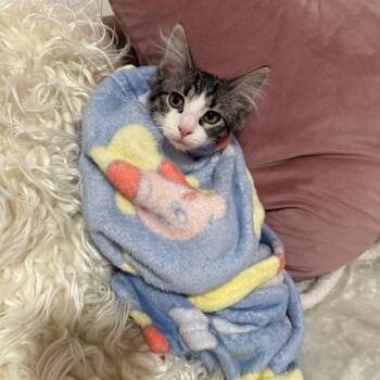 Domestic Short Hair Cats Available for Adoption in Chicago, Illinois - Kiko & Oliver- We