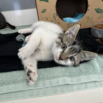 Jim -  Domestic Short Hair Cat for Adoption in Brentwood, Missouri - Jim | PetCurious