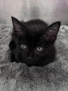 Santorini -  Domestic Short Hair Cat for Adoption in Houston, Texas - Santorini | PetCurious