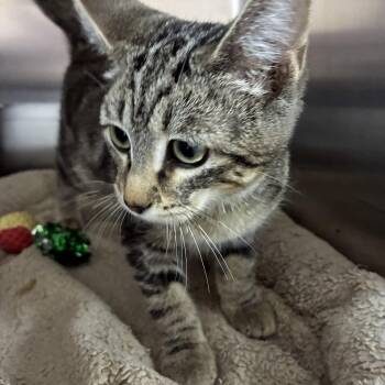 Lainey -  Domestic Short Hair and Tabby Cat for Adoption in Petersburg, Illinois - Lainey | PetCurious