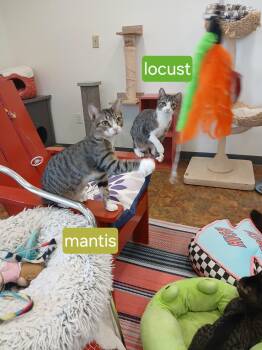 Domestic Short Hair Cats Available for Adoption in Miami Beach, Florida - Mantis And Locust | PetCurious
