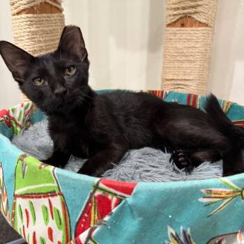 Huey -  Domestic Short Hair Cat for Adoption in Bountiful, Utah - Huey | PetCurious