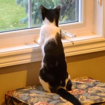 Obanai -  Domestic Short Hair Cat for Adoption in Puslinch, Ontario - Obanai | PetCurious