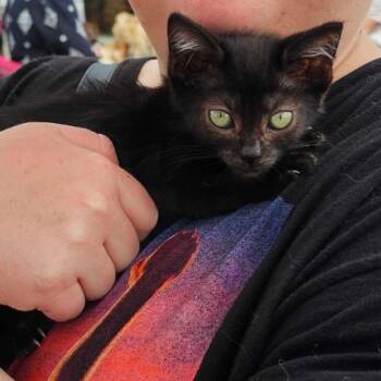 Rescue Domestic Short Hair Cats for Adoption in Escondido, California - Ziggy | PetCurious