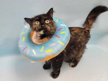 Callie -  Domestic Medium Hair Cat for Adoption in Minneapolis, Minnesota - Callie | PetCurious
