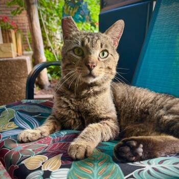 Huey -  Domestic Short Hair Cat for Adoption in Hanna City, Illinois - Huey | PetCurious